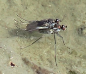 Dolichopodidae